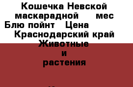Кошечка Невской маскарадной 1,5 мес.Блю пойнт › Цена ­ 5 000 - Краснодарский край Животные и растения » Кошки   